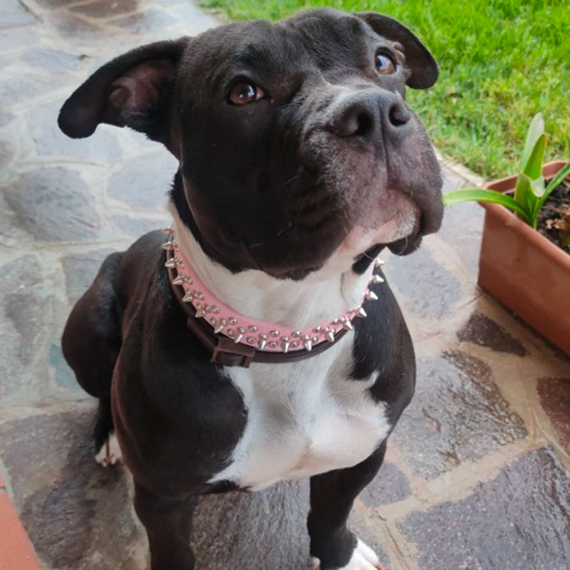 Quality Leather Dog Anti Bite Rivet Collar And Leash Set - Arthur's Wellness Emporium