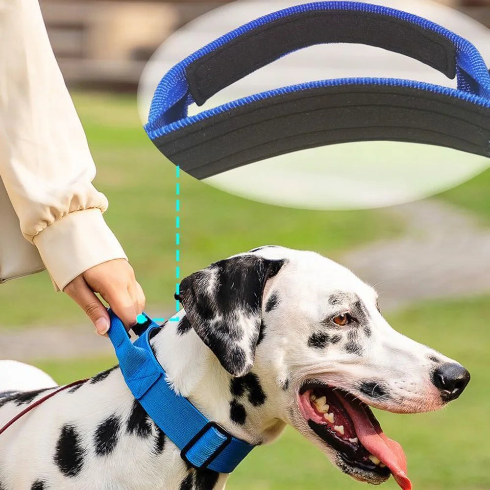 High Quality Dog Collar With Metal Buckle For Dogs - Arthur's Wellness Emporium