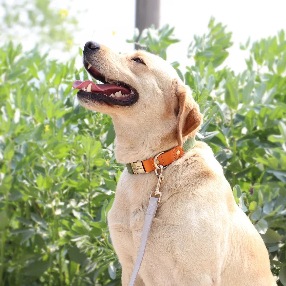 Nylon Custom Dog Collar and Leash Set with Personalized Nameplate - Arthur's Wellness Emporium