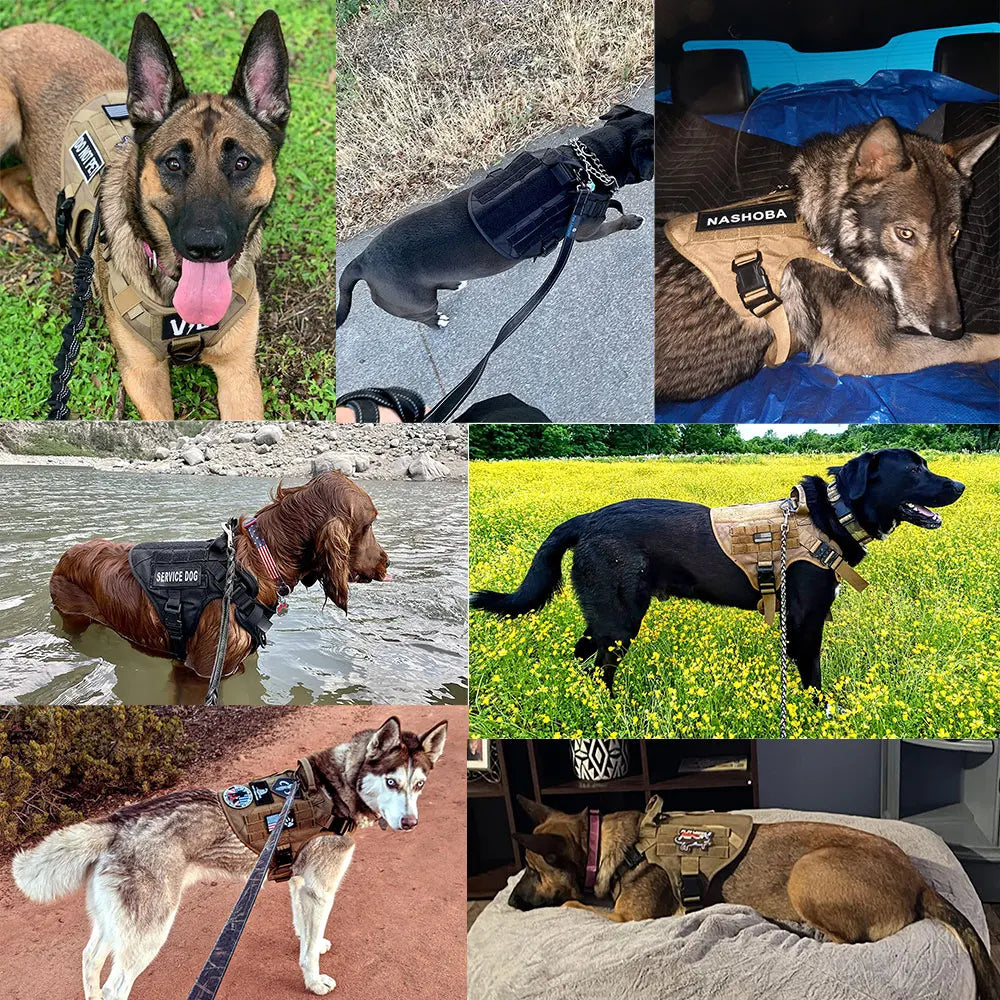 PETRAVELCN Dog Harness and Leash Set for Training - Arthur's Wellness Emporium